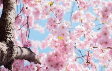 Photo of Cherry Blossom Spring tree