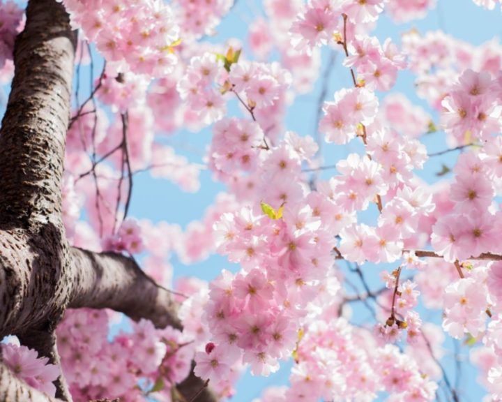 Photo of Cherry Blossom Spring tree