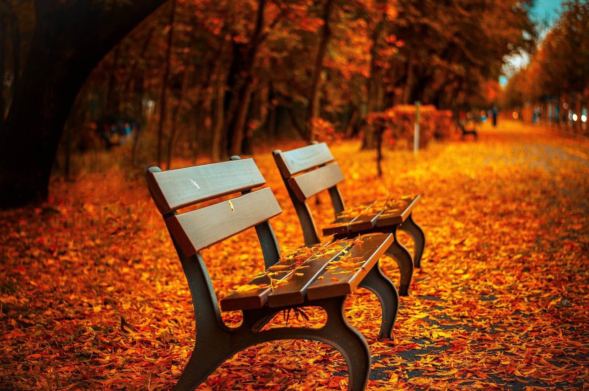 Empty Fall Benches