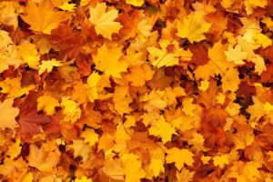 Orange Leaves in Autumn