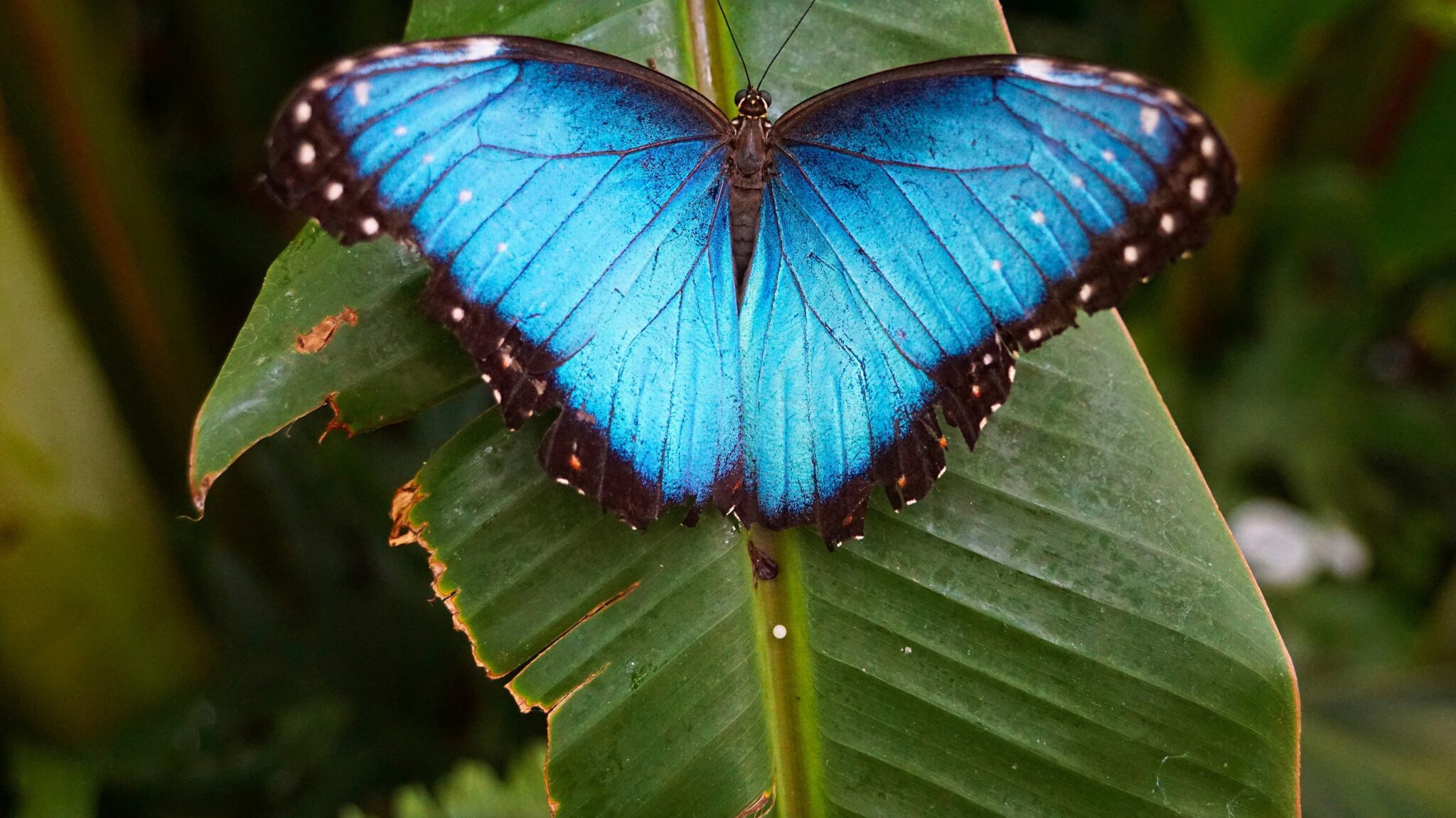 Blue Butterfly on Leaf
